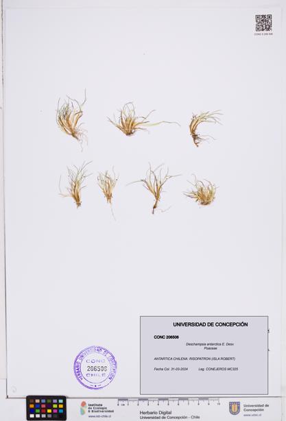 Deschampsia antarctica [Espécimen: ]