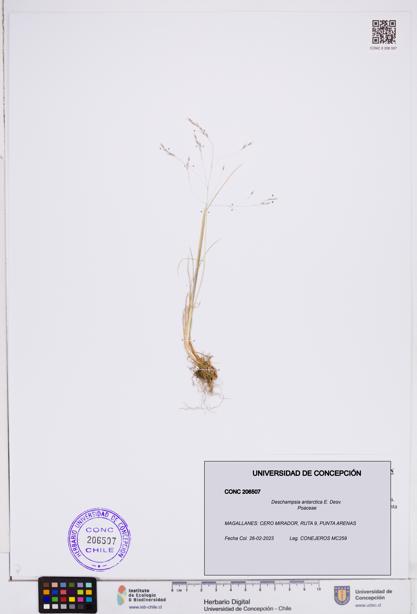Deschampsia antarctica [Espécimen: ]