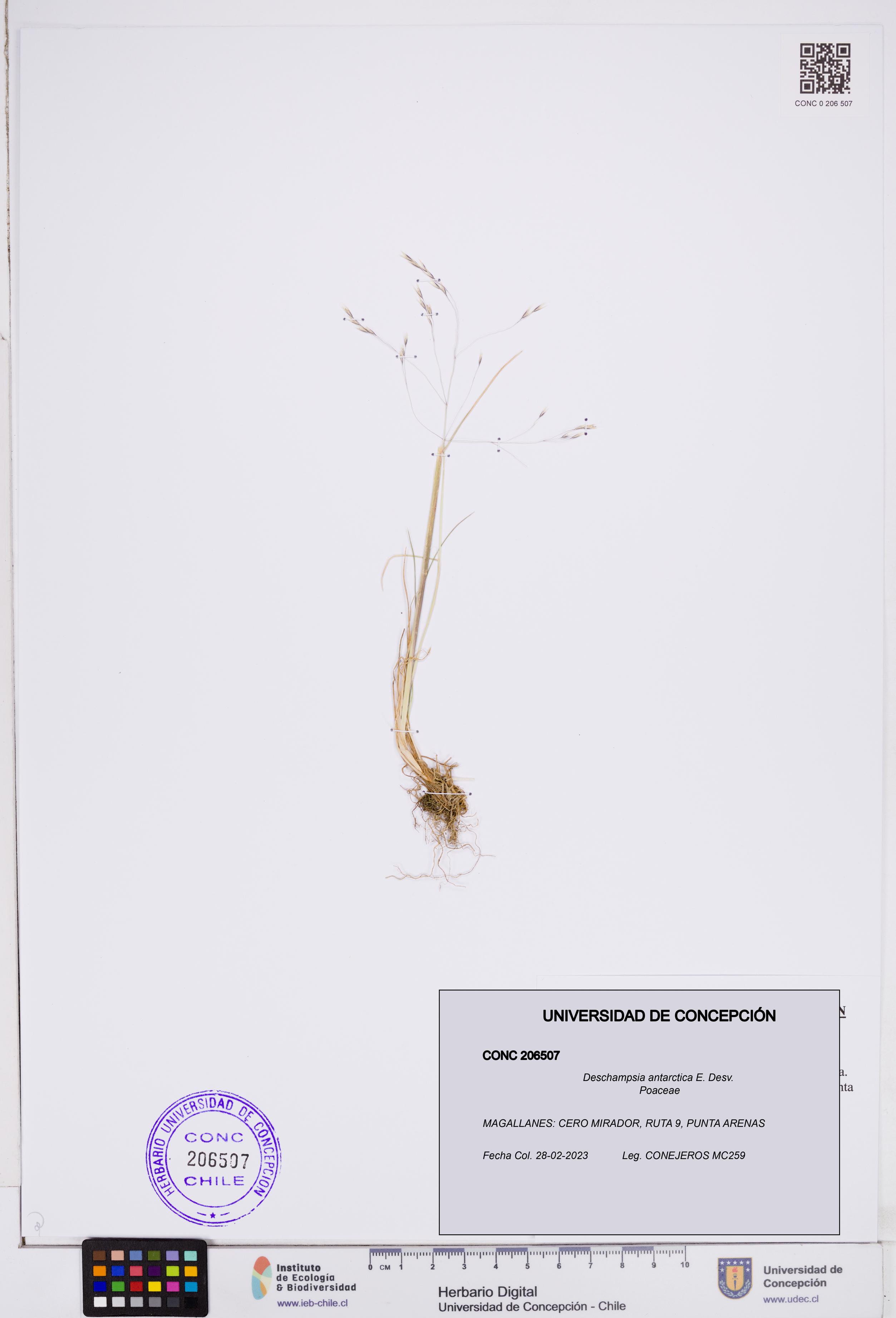 Deschampsia antarctica [Espécimen: ]