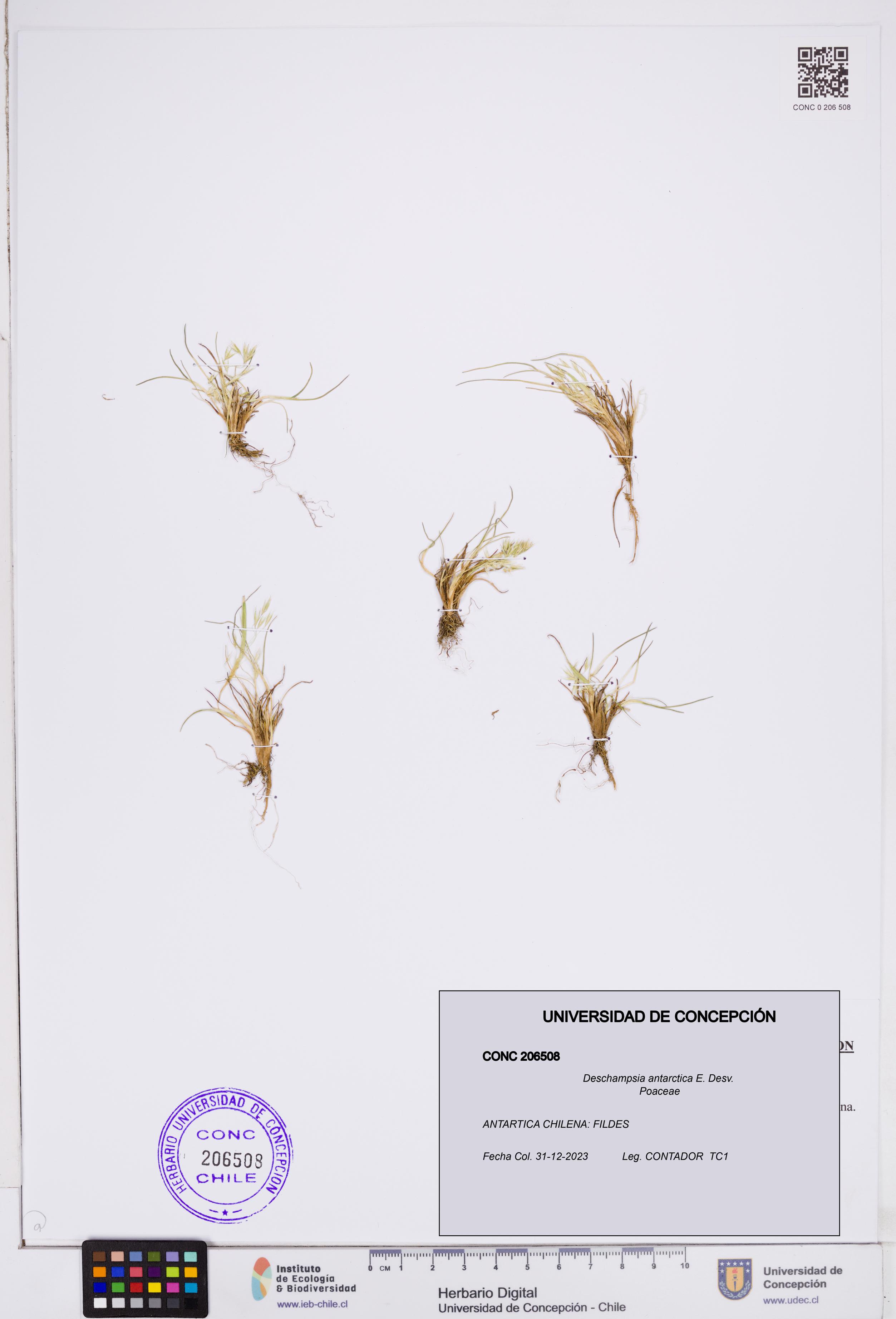Deschampsia antarctica [Espécimen: ]
