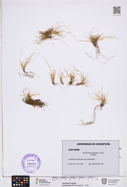 Deschampsia antarctica [Espécimen: ]