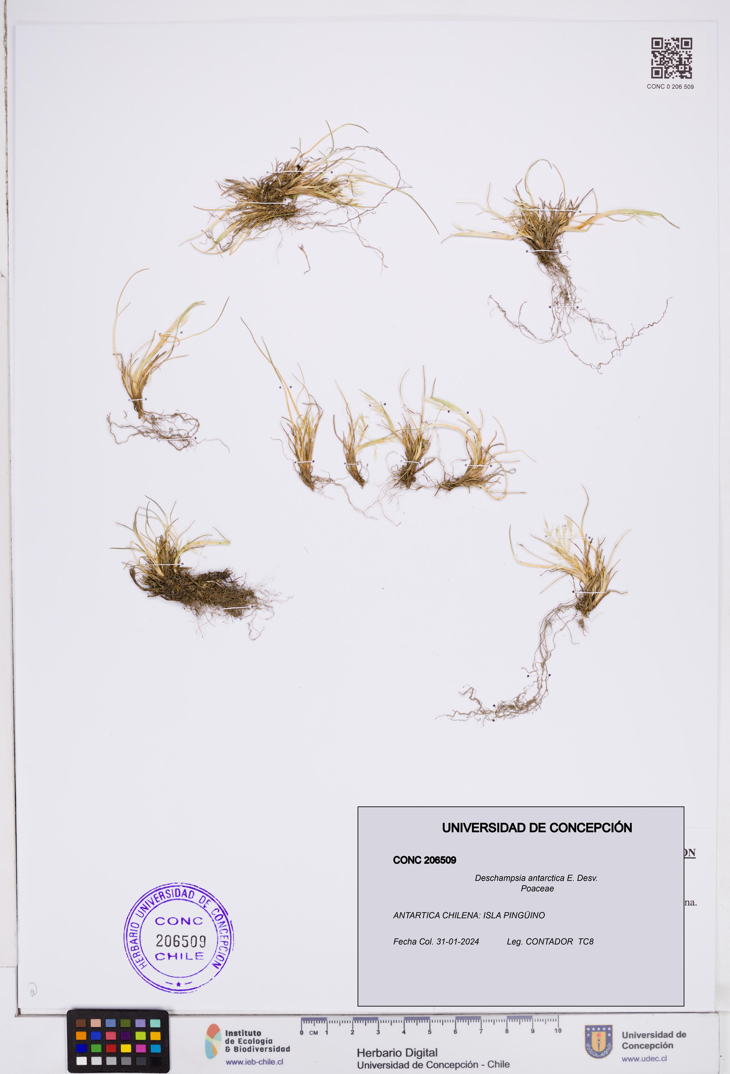 Deschampsia antarctica [Espécimen: ]