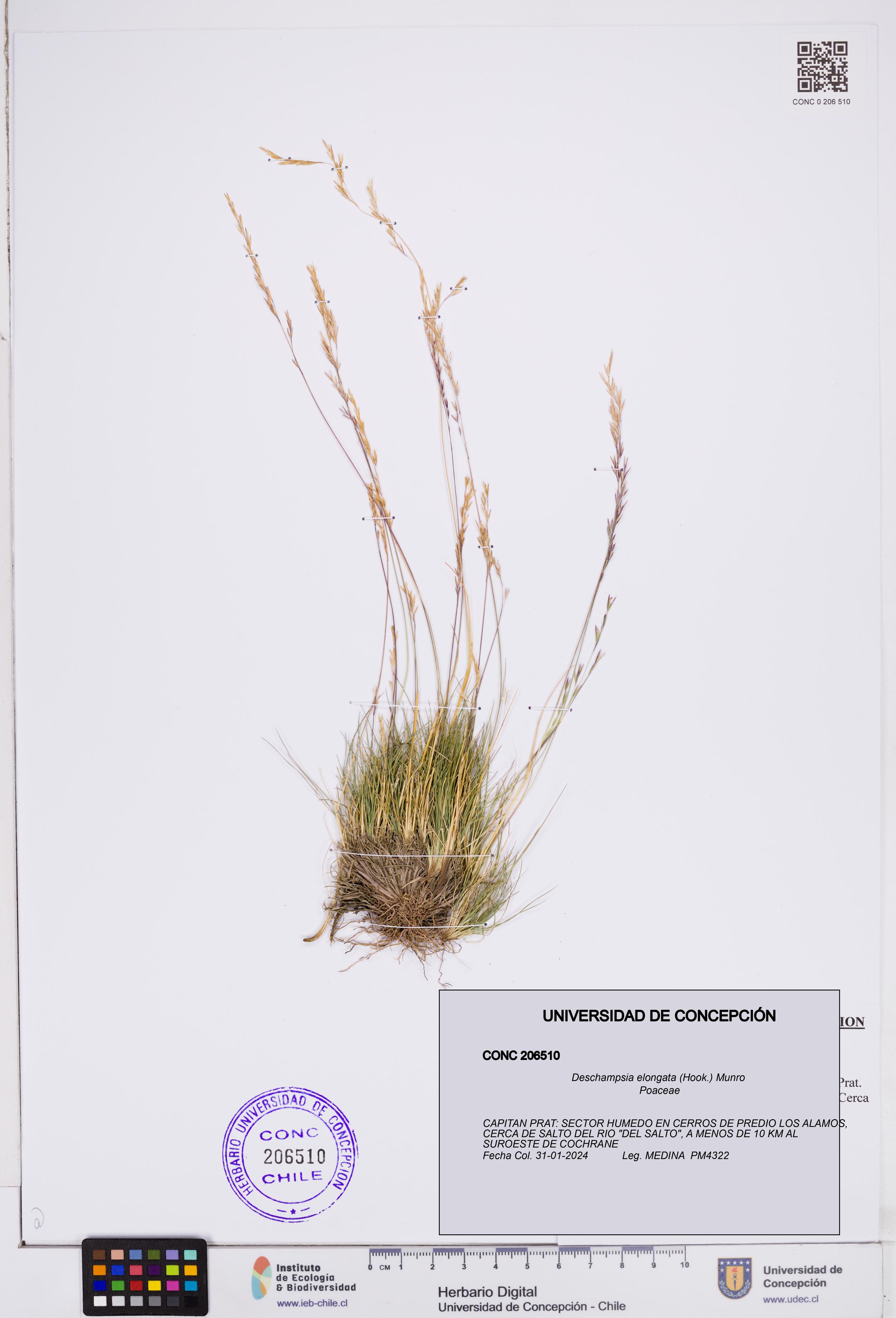 Deschampsia elongata [Espécimen: ]