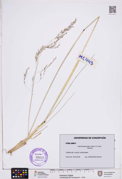 Deschampsia kingii [Espécimen: ]