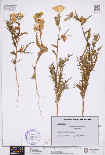 Oenothera coquimbensis [Espécimen: ]