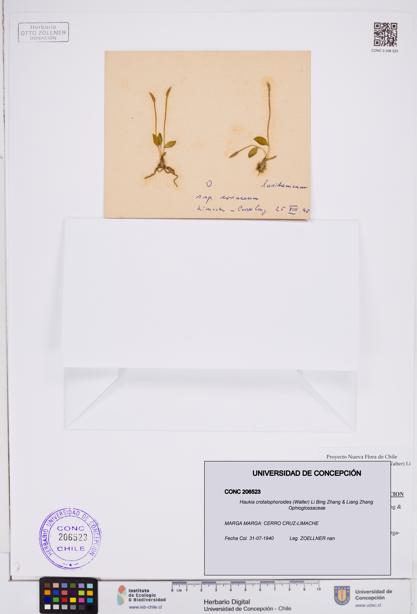Haukia crotalophoroides [Espécimen: ]