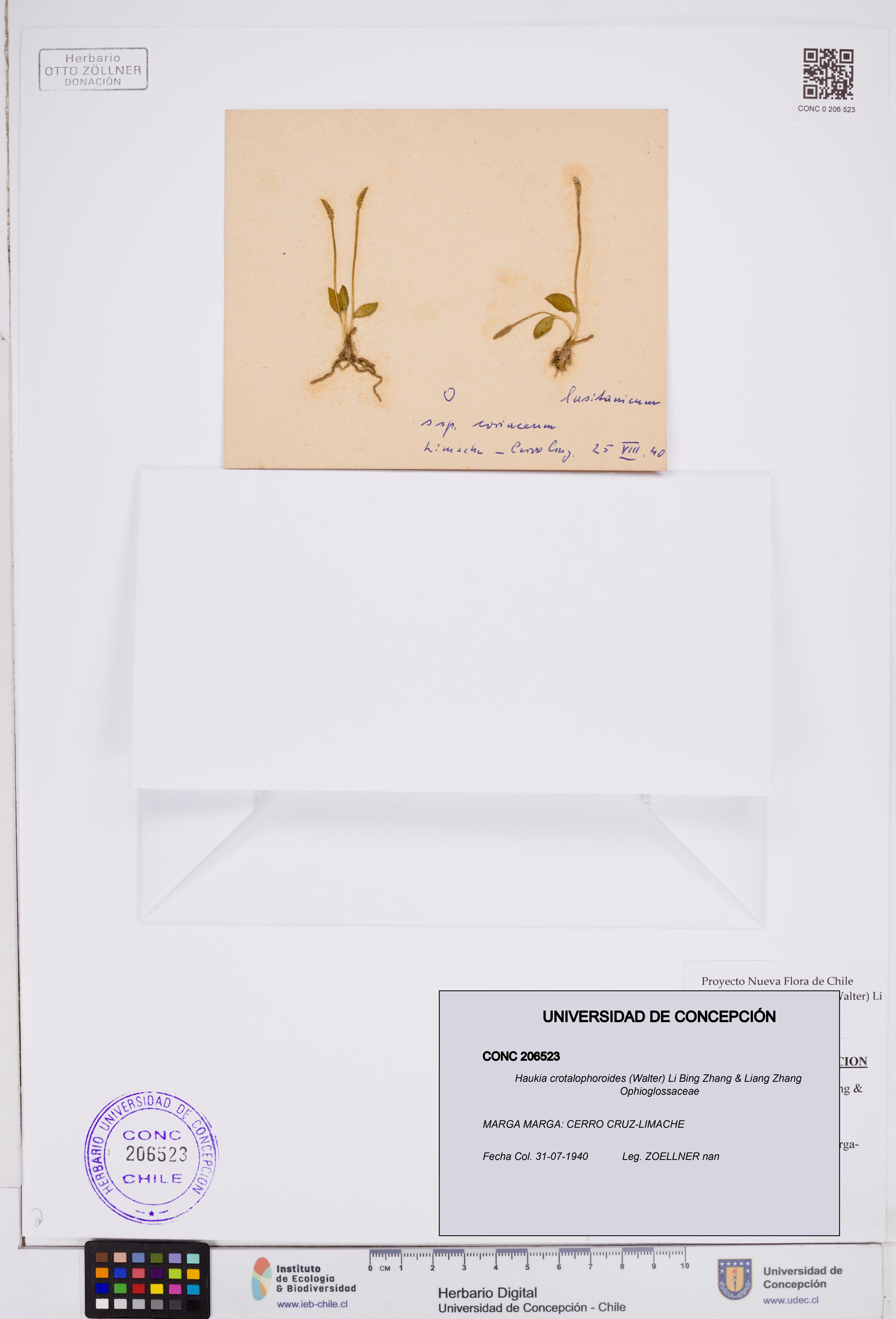 Haukia crotalophoroides [Espécimen: ]