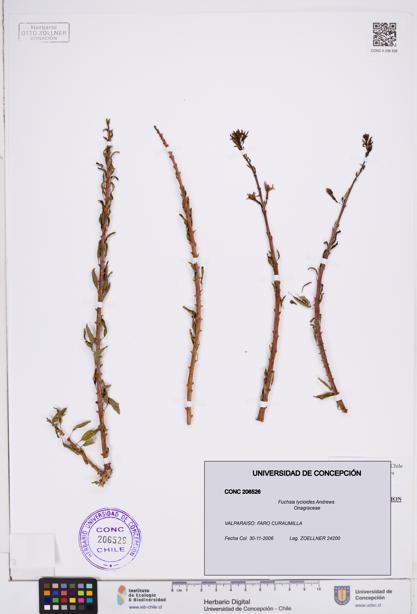 Fuchsia lycioides [Espécimen: ]