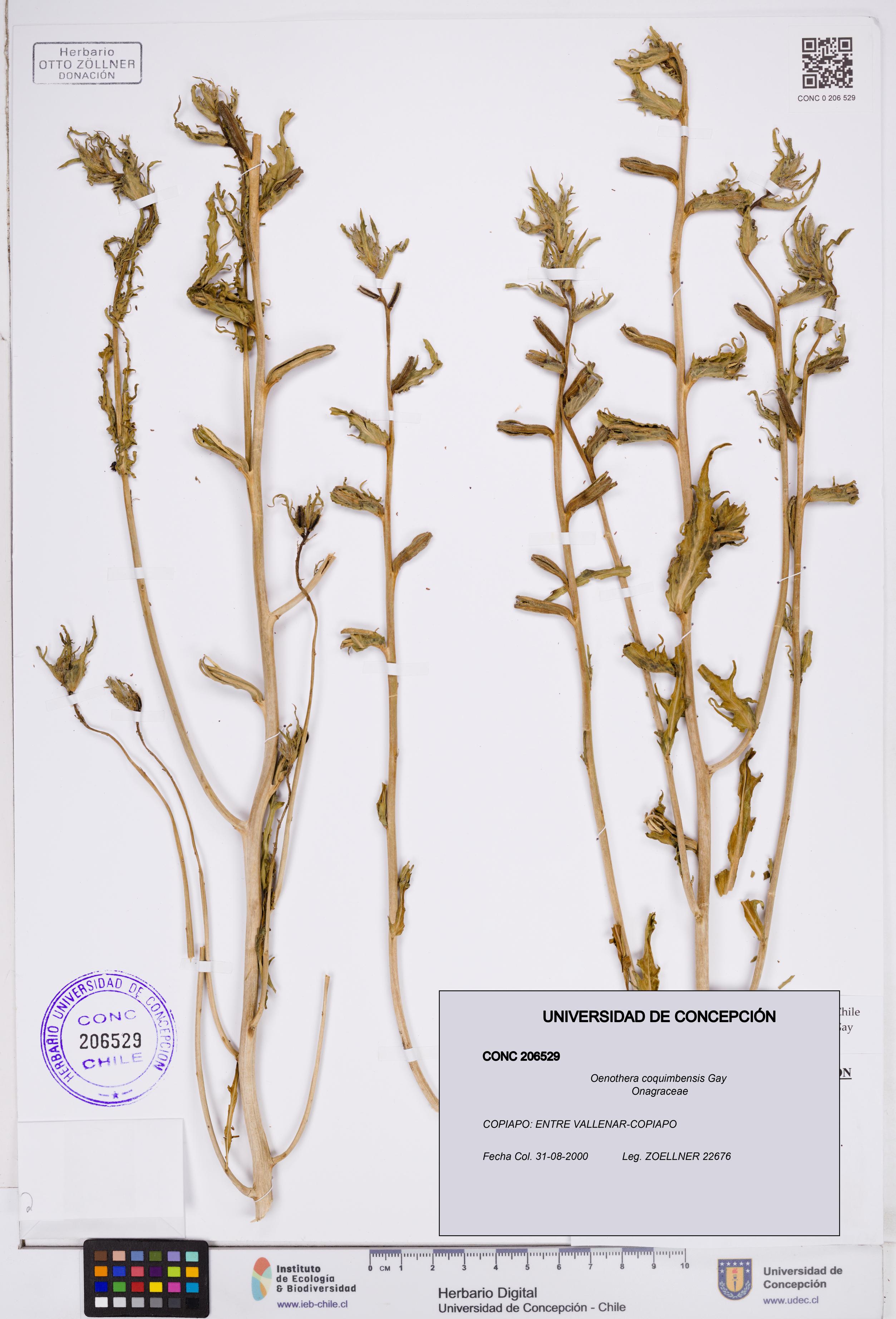 Oenothera coquimbensis [Espécimen: ]