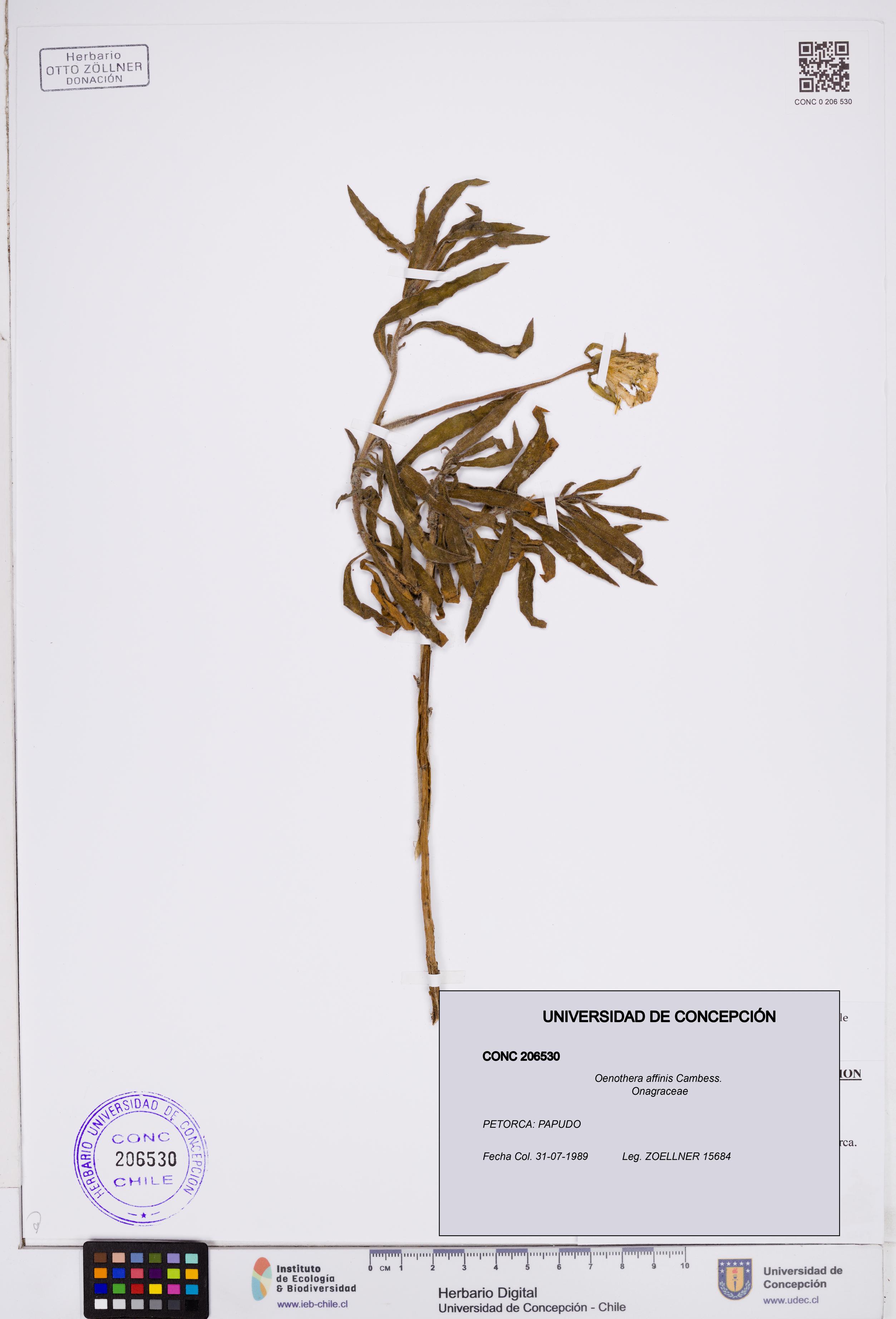 Oenothera affinis [Espécimen: ]