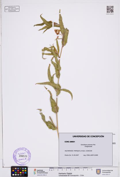 Oenothera picensis [Espécimen: ]