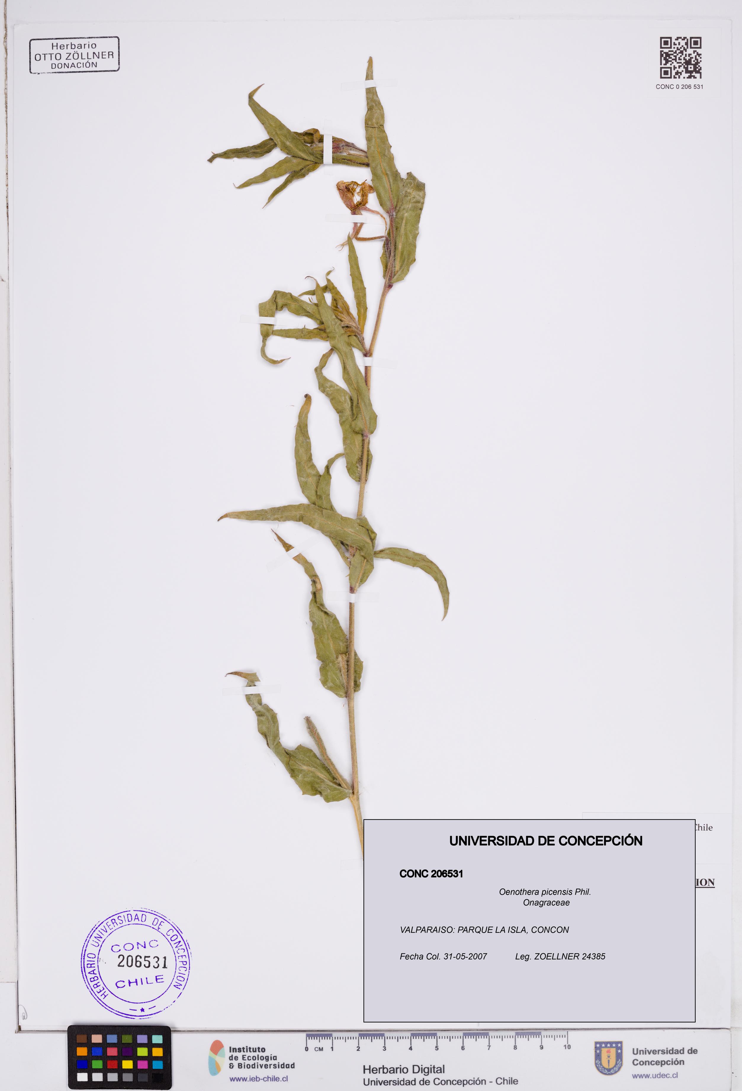 Oenothera picensis [Espécimen: ]