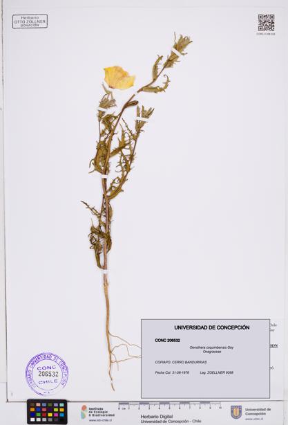 Oenothera coquimbensis [Espécimen: ]