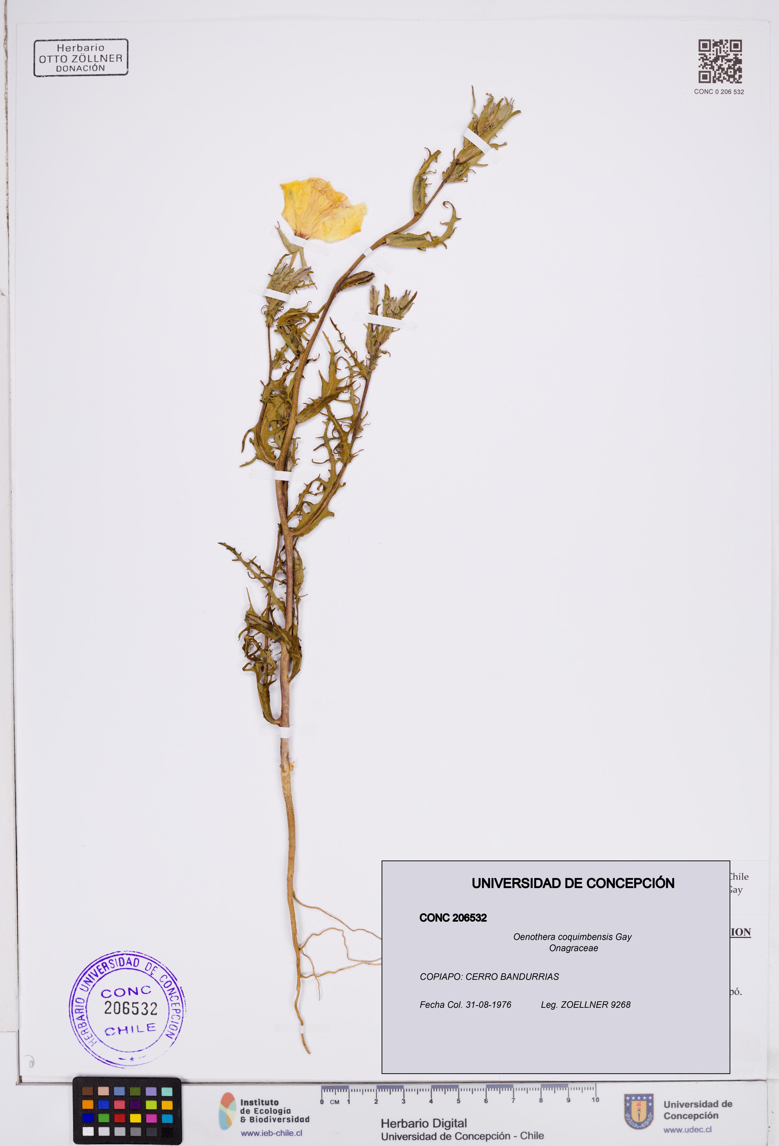 Oenothera coquimbensis [Espécimen: ]
