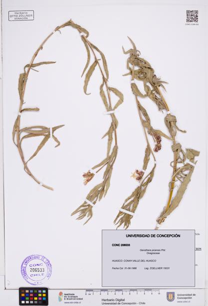 Oenothera picensis [Espécimen: ]