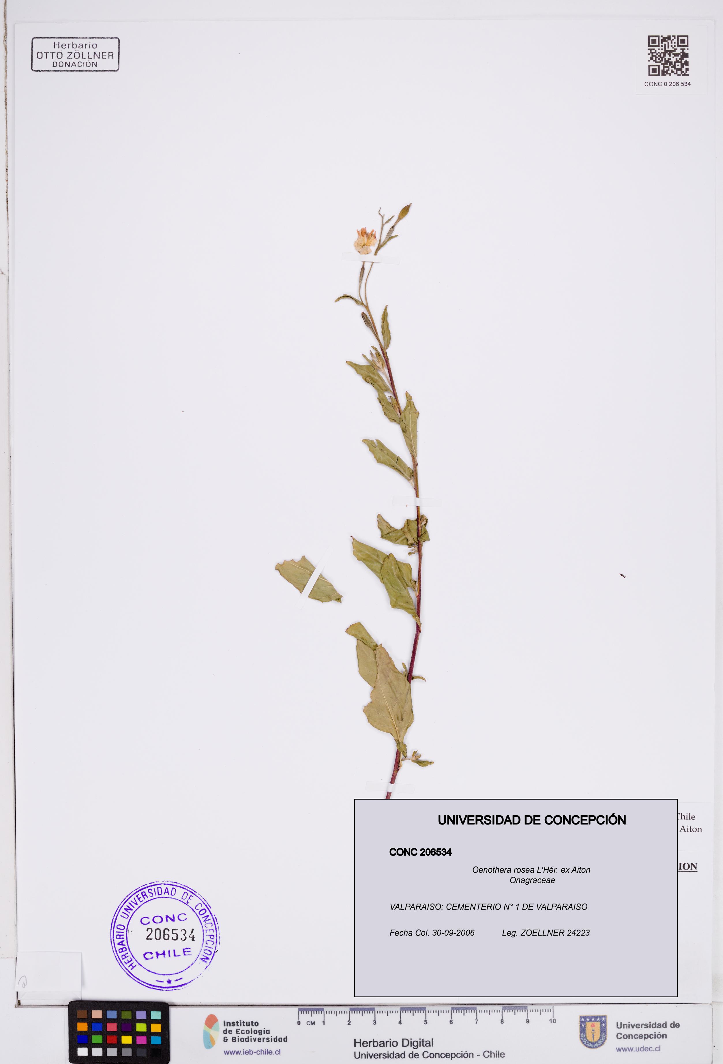 Oenothera rosea [Espécimen: ]