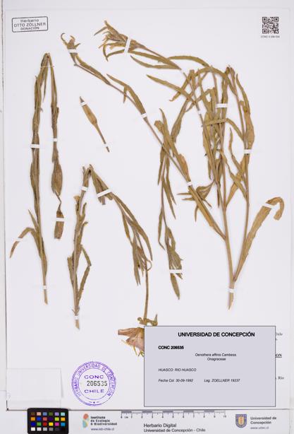 Oenothera affinis [Espécimen: ]