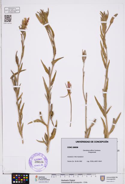 Oenothera affinis [Espécimen: ]