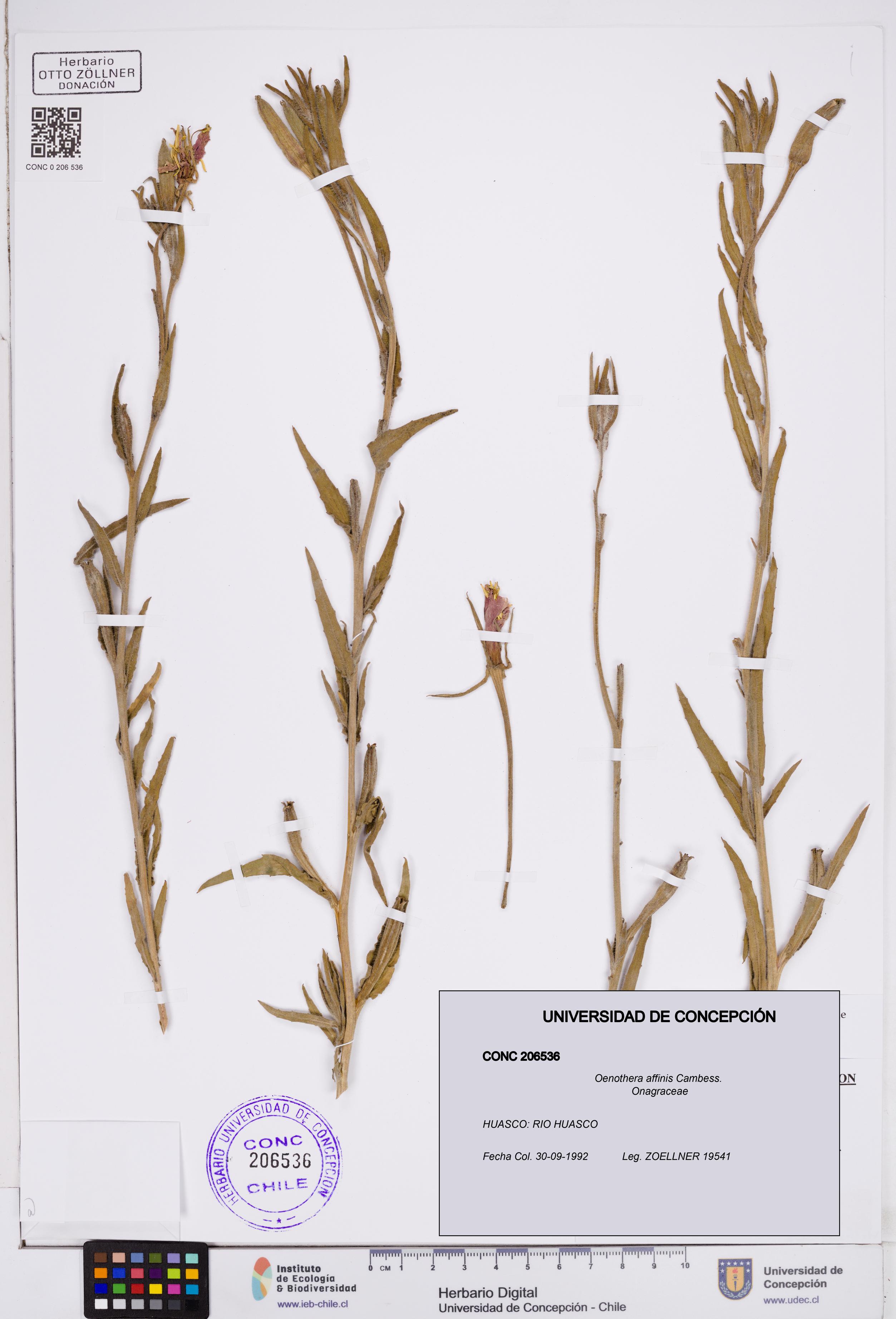 Oenothera affinis [Espécimen: ]