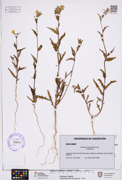 Oenothera coquimbensis [Espécimen: ]
