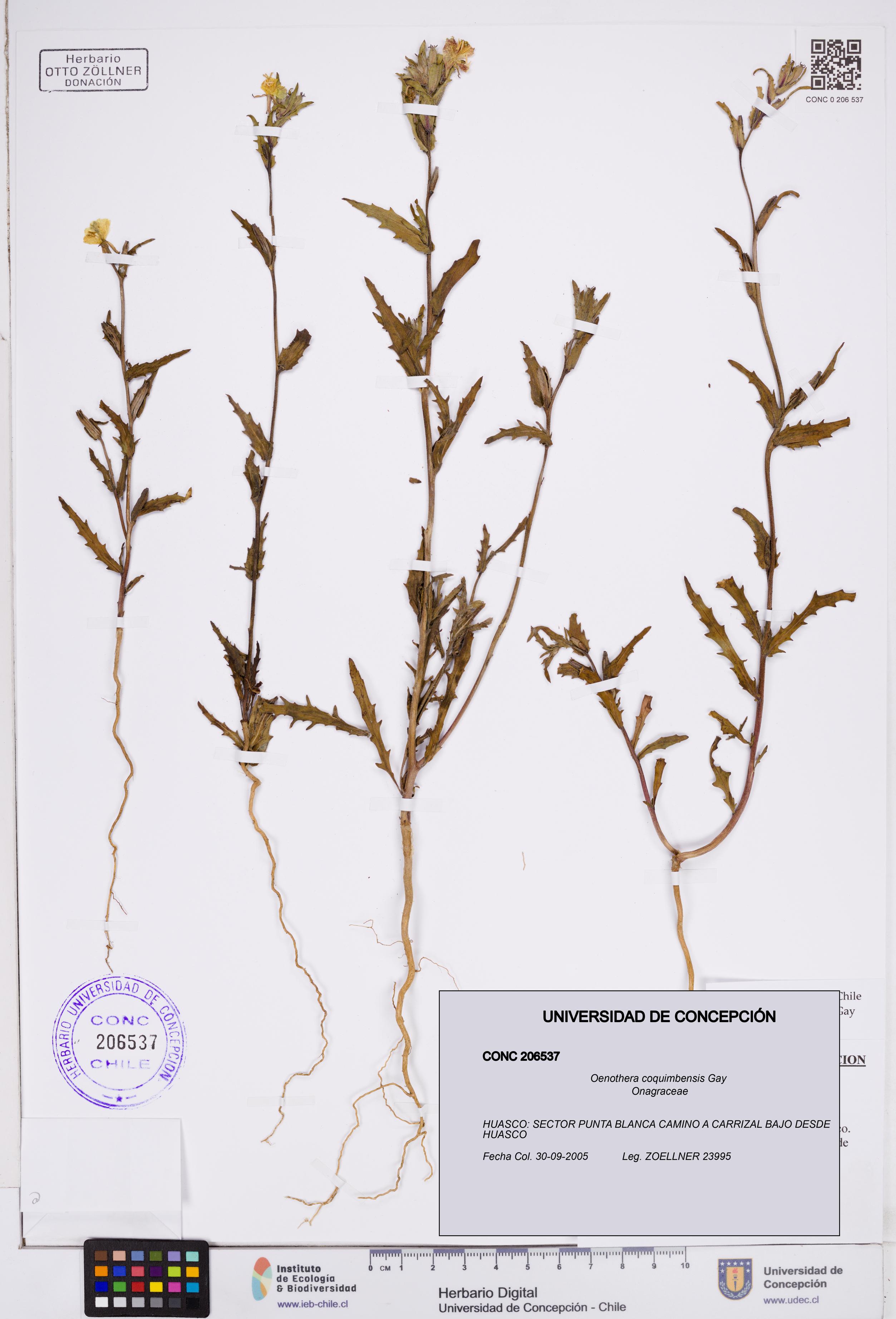 Oenothera coquimbensis [Espécimen: ]