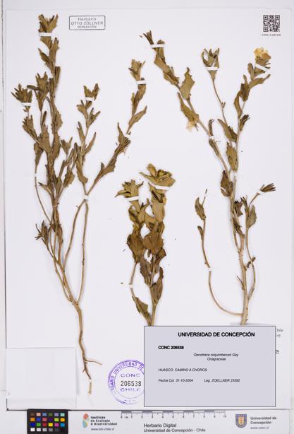 Oenothera coquimbensis [Espécimen: ]