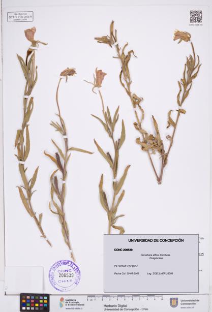 Oenothera affinis [Espécimen: ]