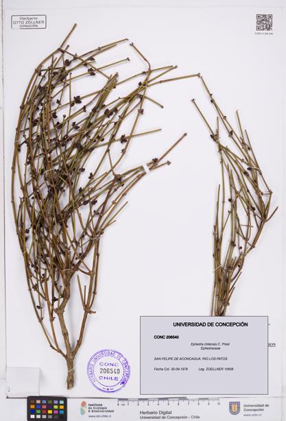 Ephedra chilensis [Espécimen: ]