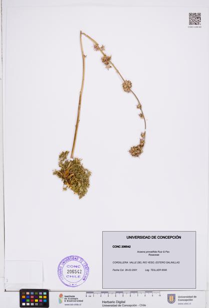 Acaena pinnatifida [Espécimen: ]
