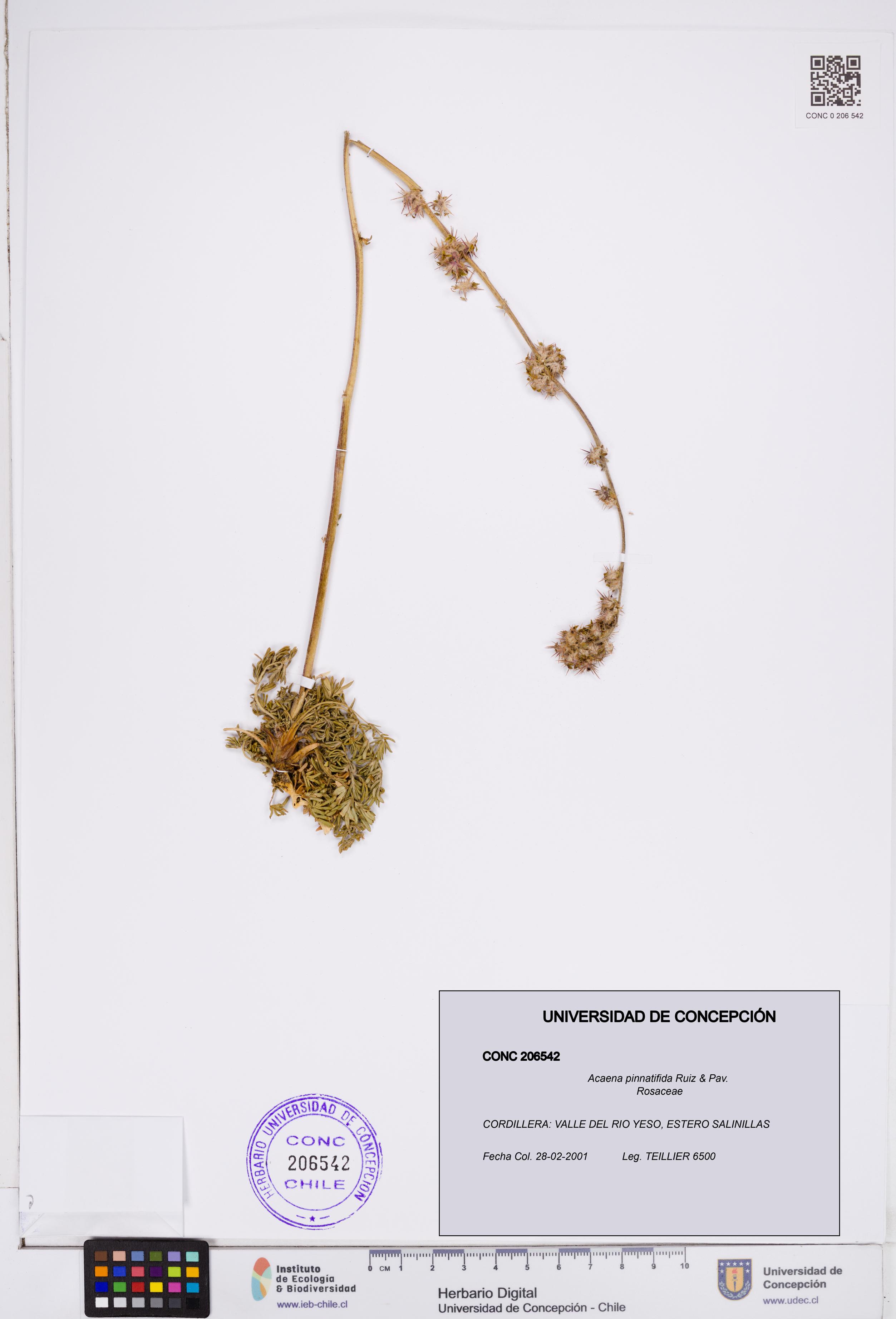 Acaena pinnatifida [Espécimen: ]