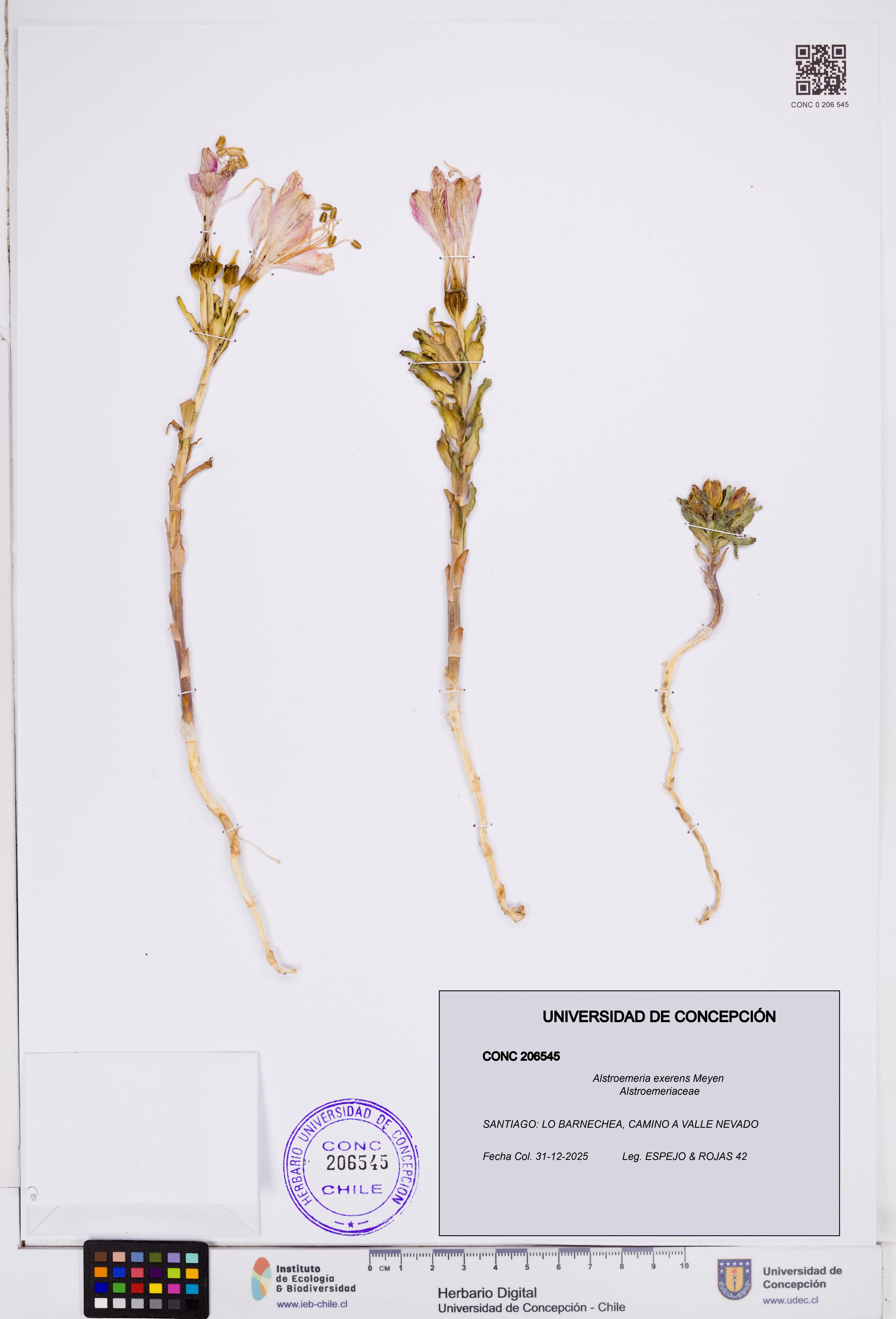 Alstroemeria exerens [Espécimen: ]