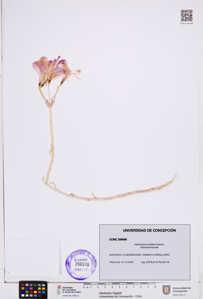 Alstroemeria pallida [Espécimen: ]