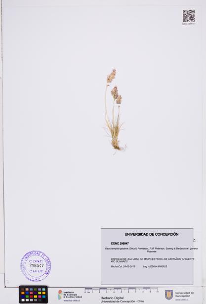 Deschampsia gayana var. gayana [Espécimen: ]