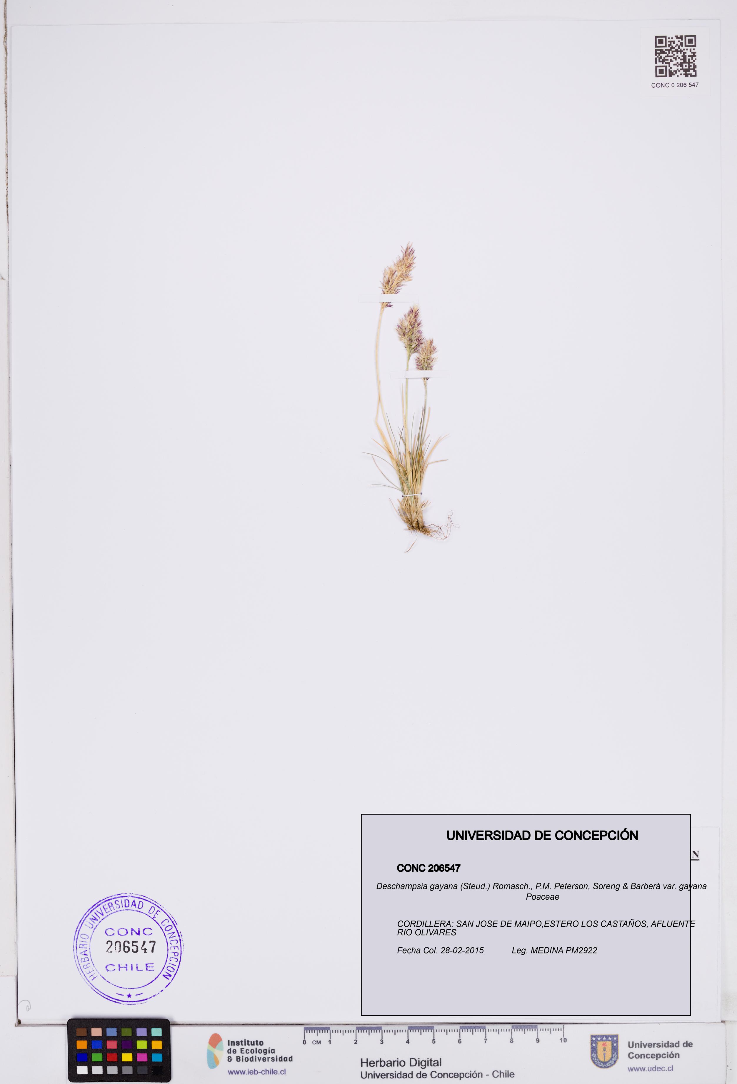 Deschampsia gayana var. gayana [Espécimen: ]