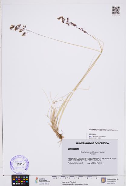 Deschampsia cordilleranum [Espécimen: ]