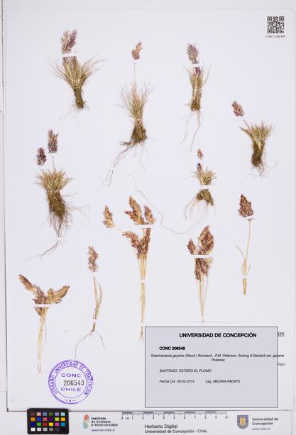 Deschampsia gayana var. gayana [Espécimen: ]