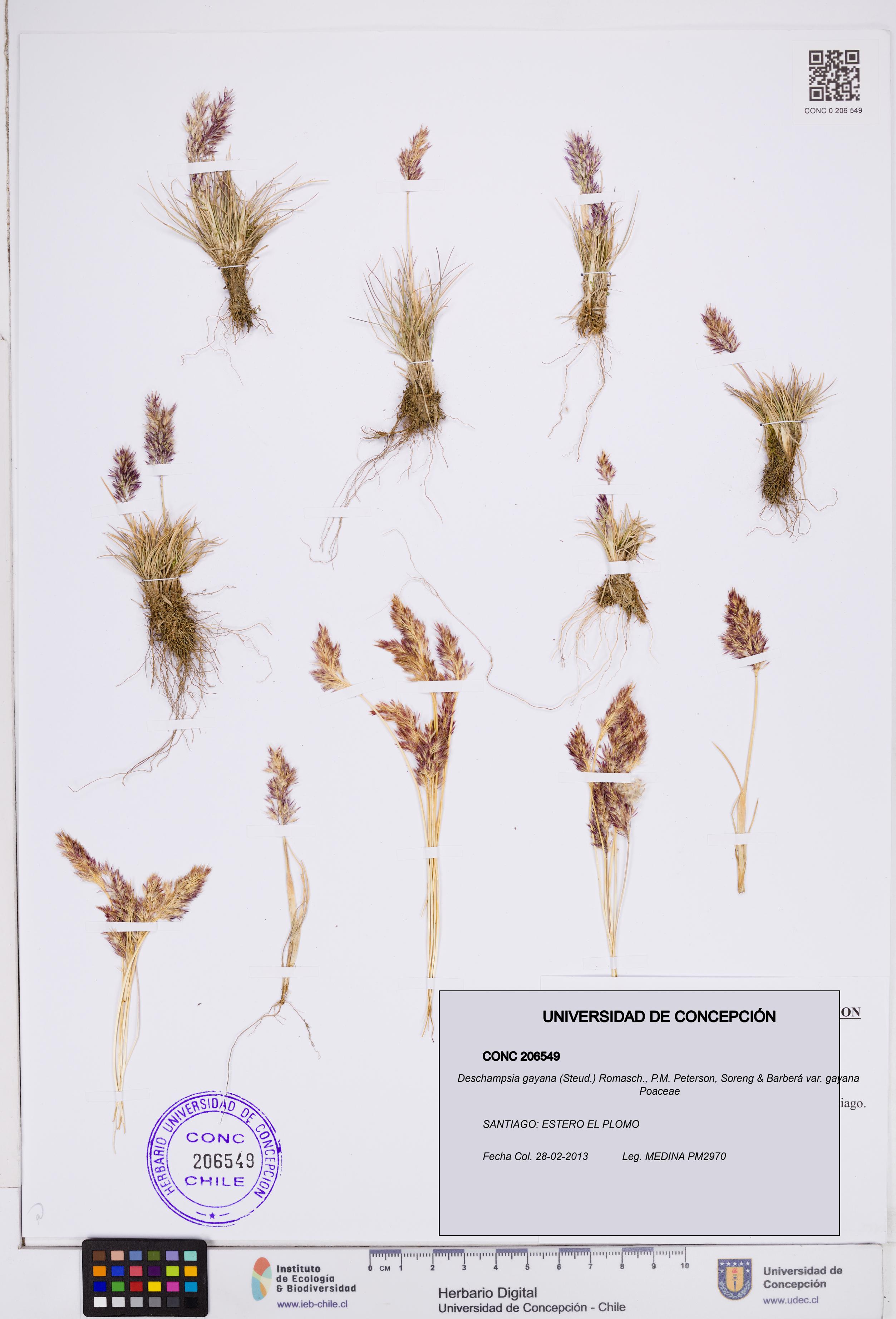 Deschampsia gayana var. gayana [Espécimen: ]