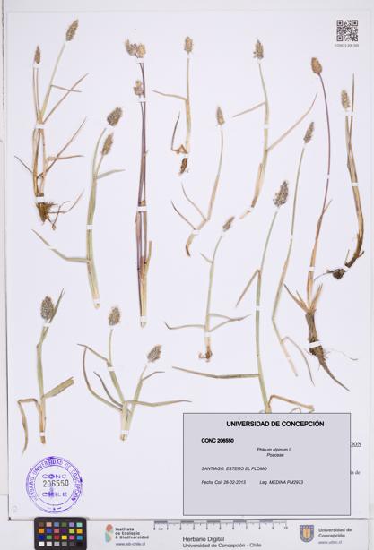 Phleum alpinum [Espécimen: ]