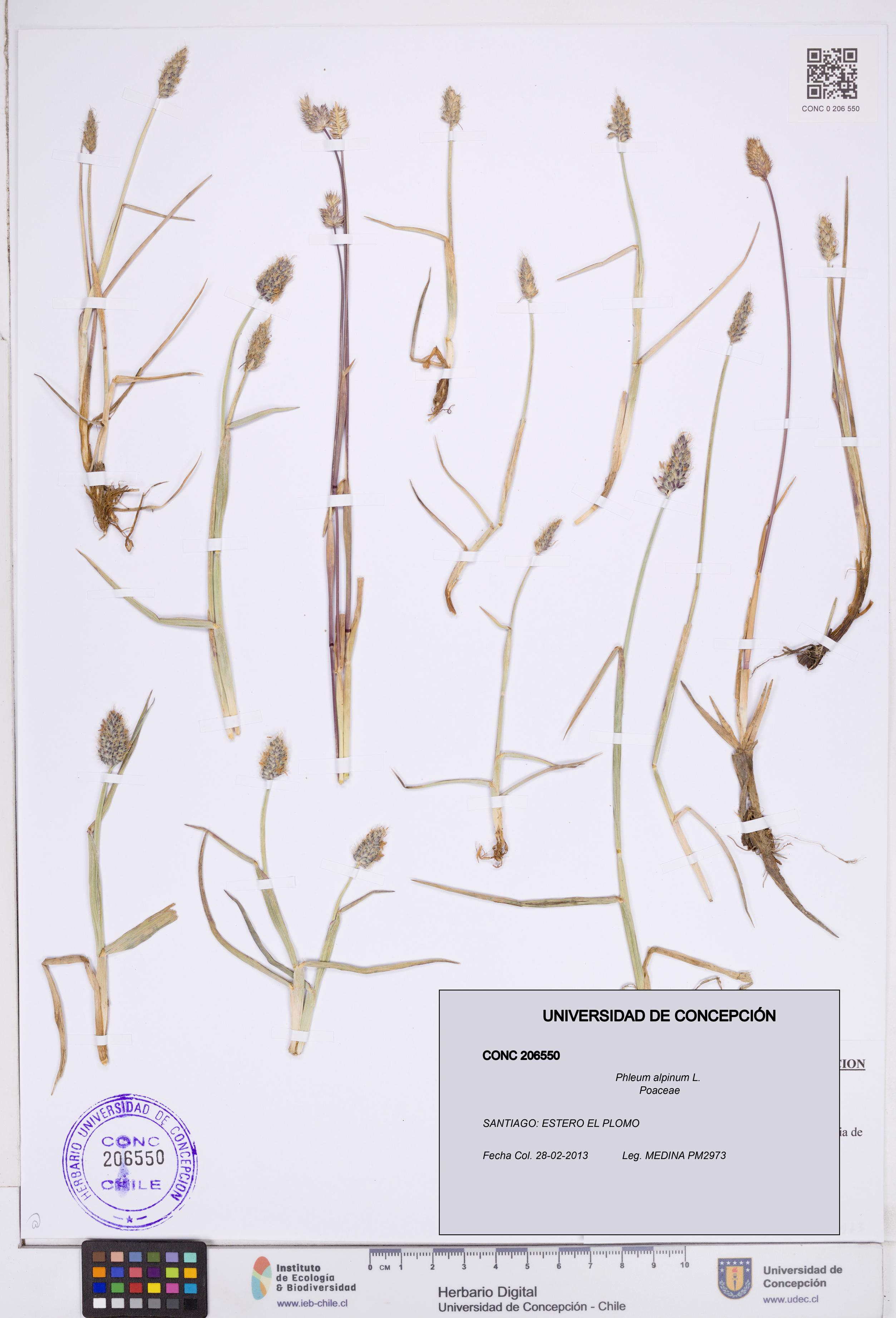 Phleum alpinum [Espécimen: ]