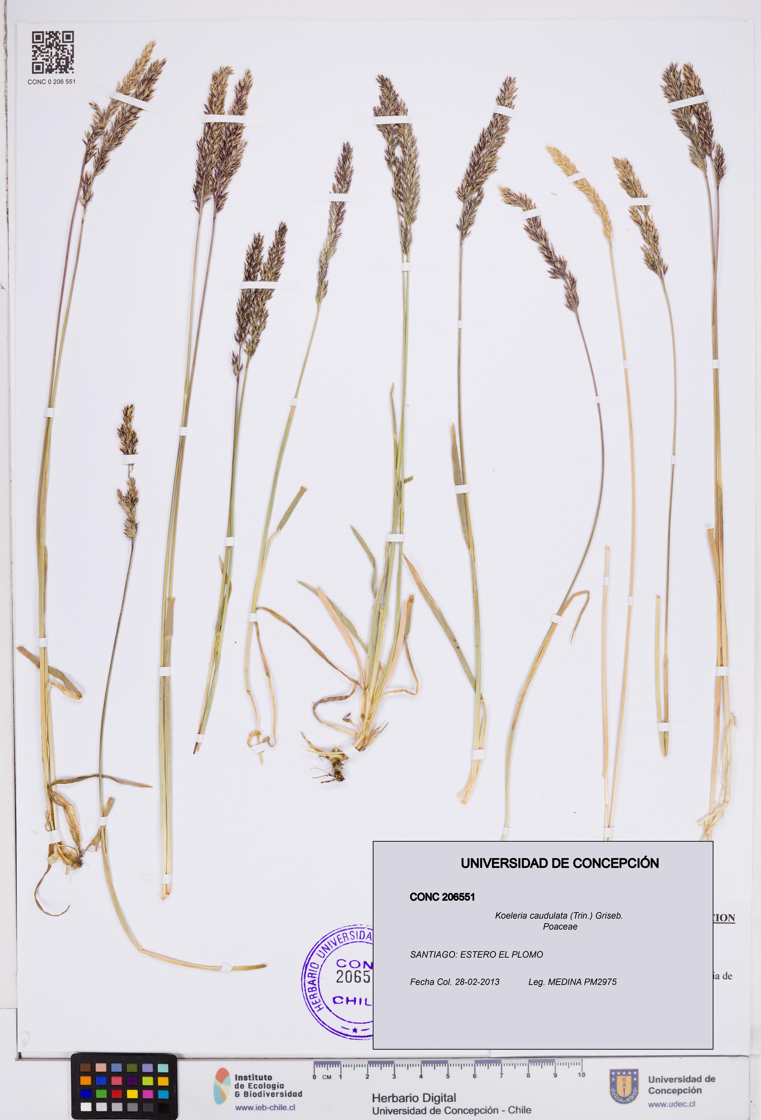 Koeleria caudulata [Espécimen: ]