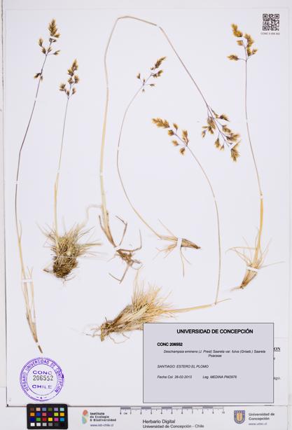 Deschampsia eminens var. fulva [Espécimen: ]