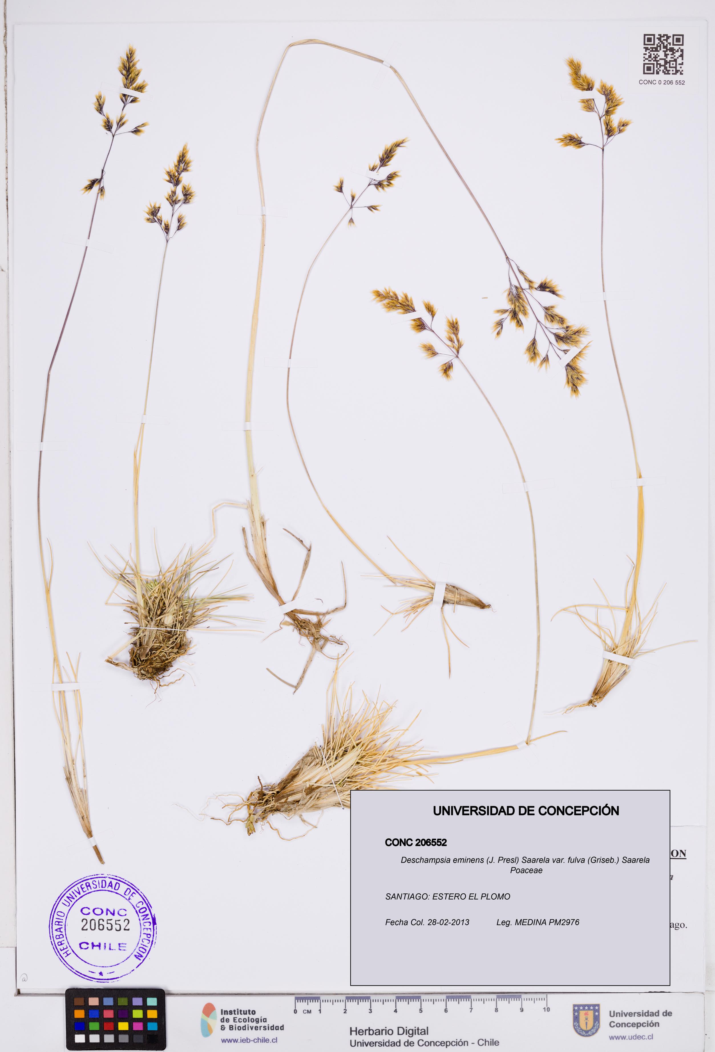 Deschampsia eminens var. fulva [Espécimen: ]