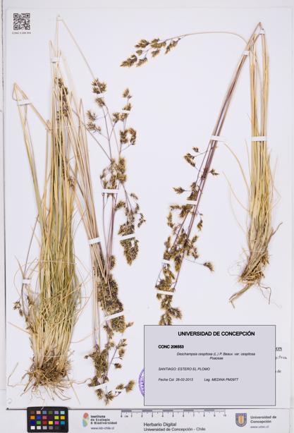 Deschampsia cespitosa var. cespitosa [Espécimen: ]