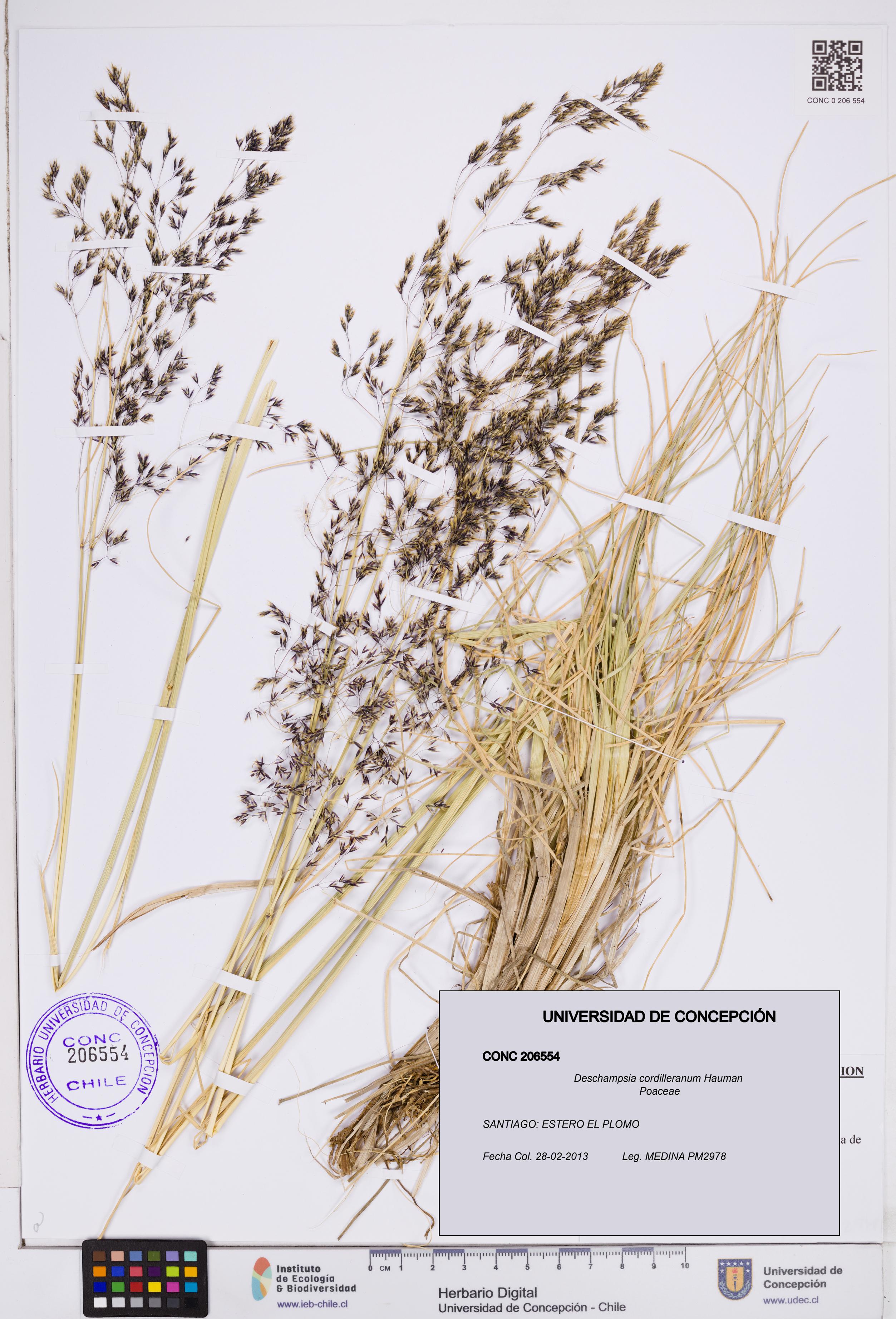 Deschampsia cordilleranum [Espécimen: ]
