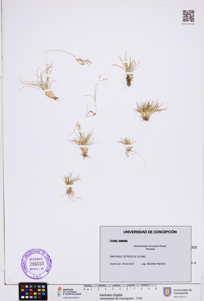 Deschampsia venustula [Espécimen: ]
