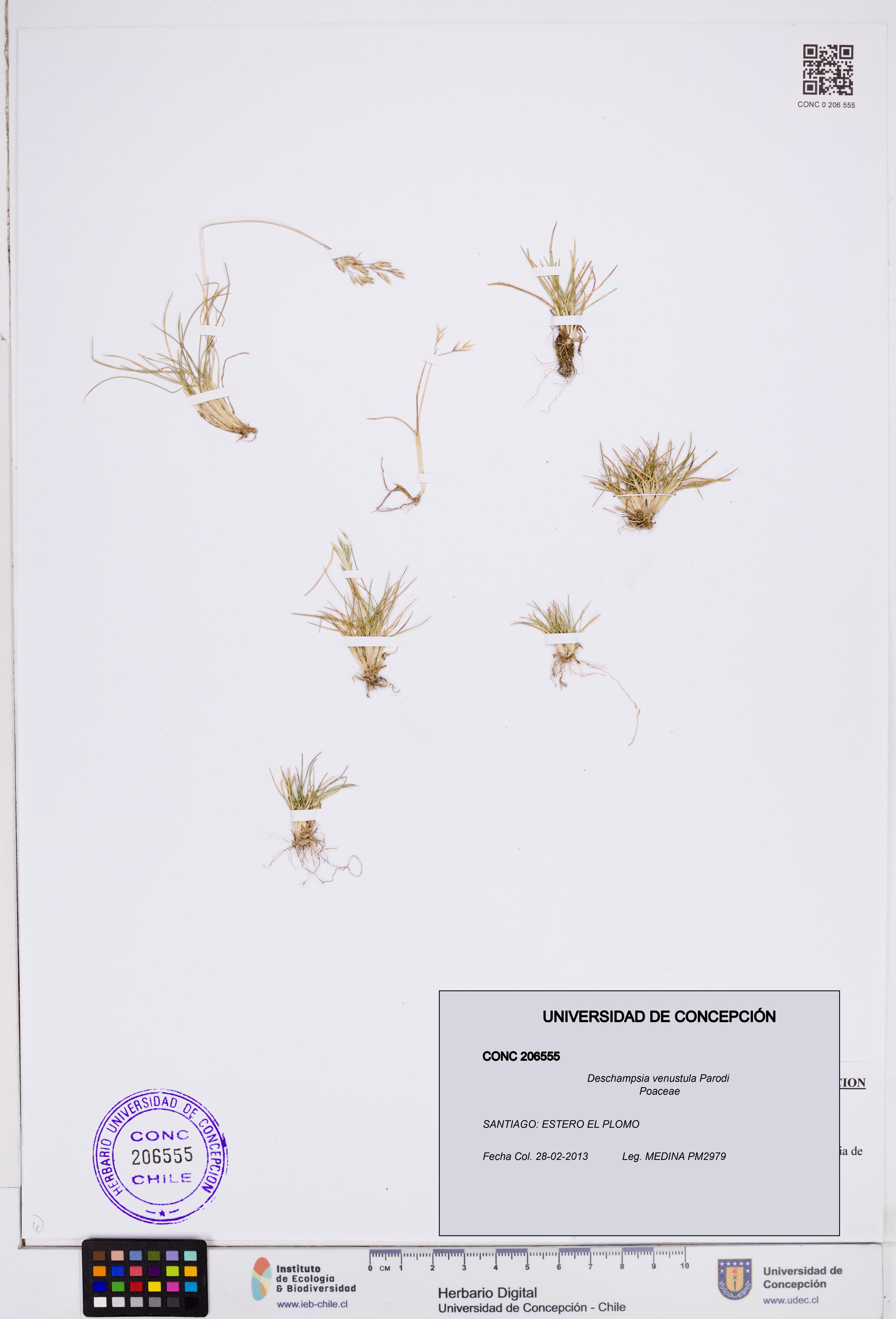 Deschampsia venustula [Espécimen: ]