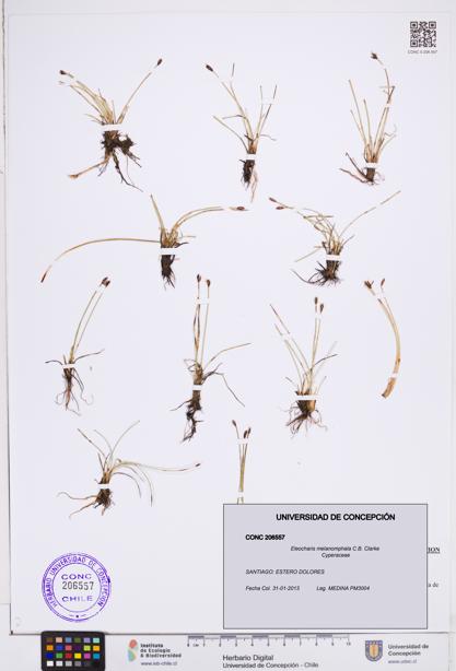 Eleocharis melanomphala [Espécimen: ]