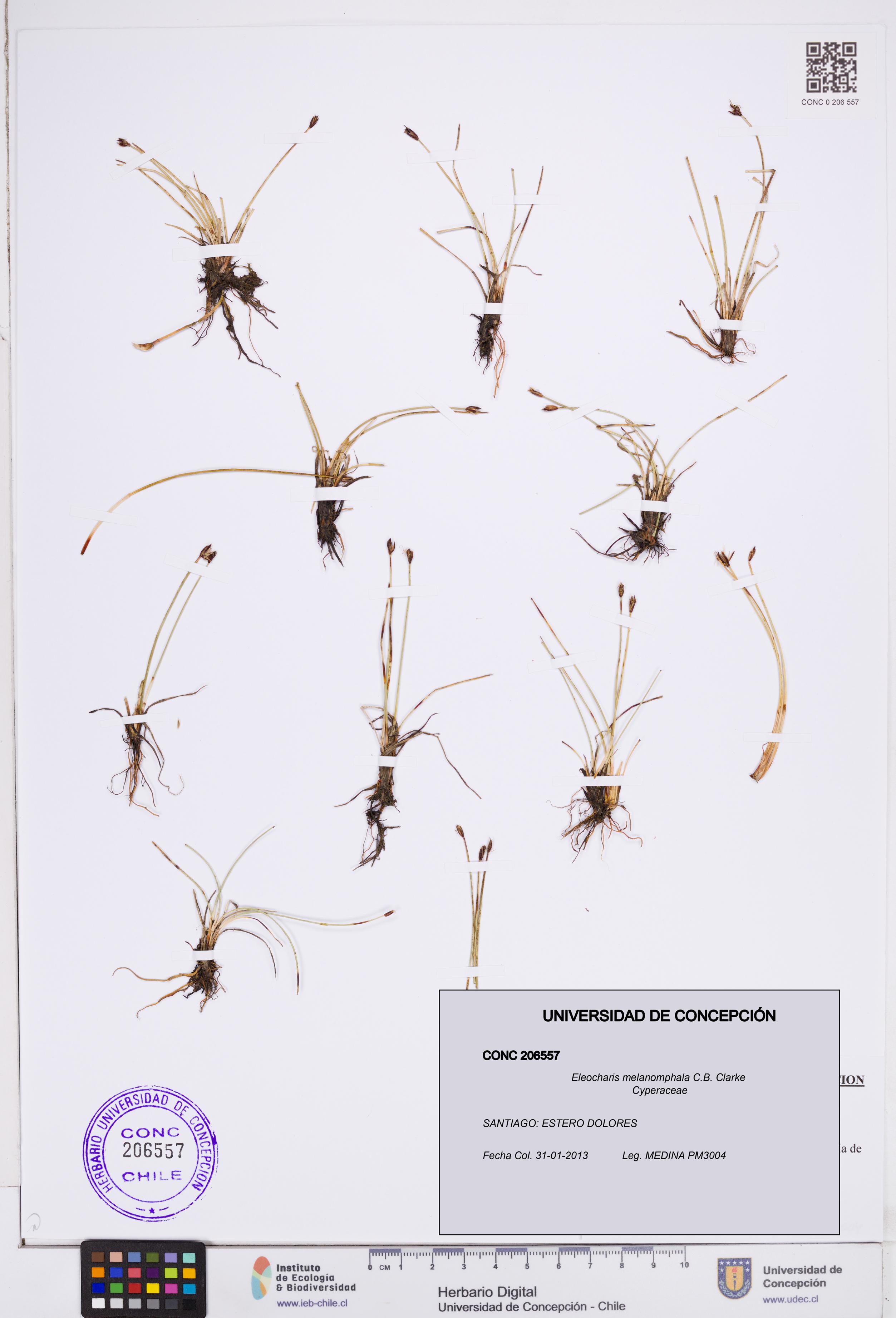 Eleocharis melanomphala [Espécimen: ]