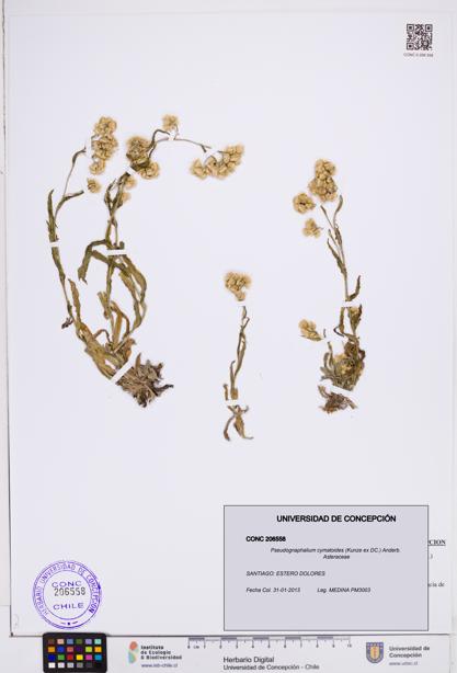 Pseudognaphalium cymatoides [Espécimen: ]