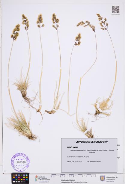 Deschampsia eminens var. fulva [Espécimen: ]
